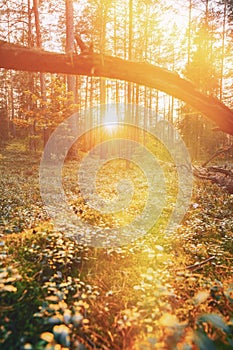 Bright Sunshine. Sunset Sunrise In Summer Forest Trees. Autumn Season. Sunlight Sunrays Shine Through Fallen Tree Trunk