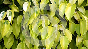 Bright surface light green leafs