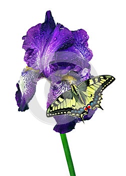 Bright swallowtail butterfly on colorful blue iris flower isolated on white