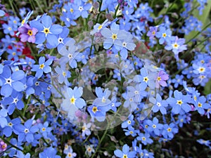 Bright sweet colorful blue forget me not flowers blooming in springtime 2021