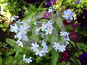 Bright sweet colorful blue forget me not flowers blooming in springtime 2021