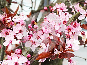 Bright sweet colorful pink plum blossoms Prunus Mume blooming in springtime.