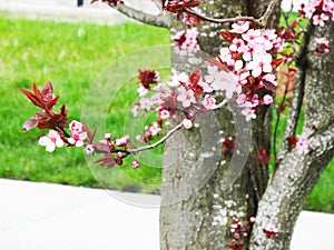 Bright sweet colorful pink plum blossoms Prunus Mume blooming in springtime.