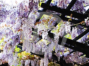 Bright sweet colorful purple violet Japanese Wisteria flowers blooming in springtime 2021