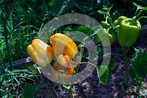 bright sweet peppers on the bed