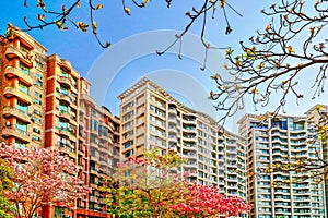 Bright Tabebuia rosea flower, Bombax flower and skyline towering modern buildings, in Lakeshore Xinjing Park