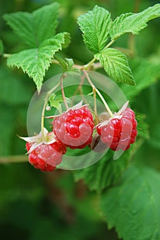 Bright tasty raspberries ripened in the home garden