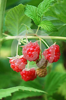 Bright tasty raspberries ripened in the home garden