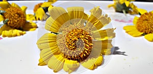 A bright tellow daisy with white back ground