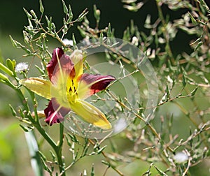 Bright three-point red yellow Daylily flower