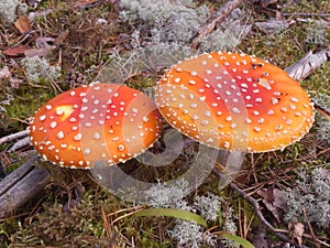 Bright toadstools mossy forest floor