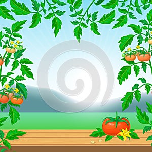 Bright tomato ads banner template. background with fresh ripe tomato on wooden table, tomato branches and beautiful view on sunny