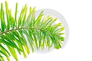 Bright tone of green foxtail palm Wodyetia bifurcata leaf isolated on white background.