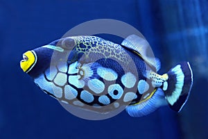 Bright trigger fish close up