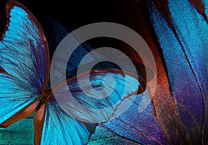 Bright tropical background. Colorful wings of tropical butterflies texture background. Morpho blue butterfly. Shades of blue