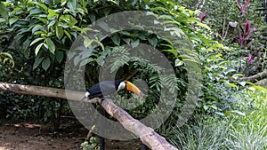 A bright tropical bird Big Toucan Ramphastos toco sits on a perch in the garden.