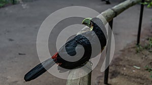 A bright tropical bird Ramphastos dicolorus green-billed toucan