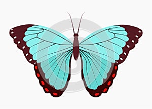 A bright tropical blue butterfly