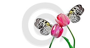 Bright tropical butterflies on tulip flowers in water drops isolated on white. Rice paper butterfly. Large tree nymph. White nymph