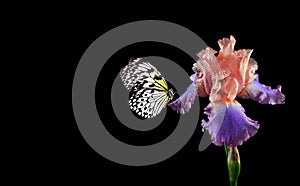 Bright tropical butterfly on colorful iris flower in water drops isolated on black. Rice paper butterfly. Large tree nymph. White