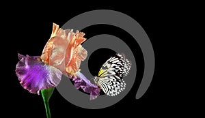 Bright tropical butterfly on colorful iris flower in water drops isolated on black. Rice paper butterfly. Large tree nymph. White