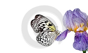 Bright tropical butterfly Idea leuconoe on blue iris flower isolated on white. Rice paper butterfly. Large tree nymph. White nymph