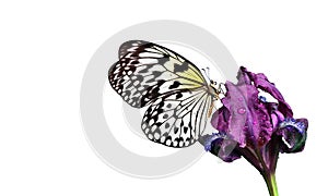 Bright tropical butterfly Idea leuconoe on purple iris flower in water drops isolated on white. Rice paper butterfly. Large tree n