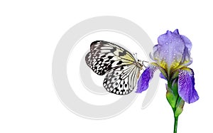 Bright tropical butterfly Idea leuconoe on purple iris flower in water drops isolated on white. Rice paper butterfly. Large tree n