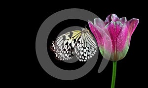 Bright tropical butterfly on pink tulip flower in water drops isolated on black. Rice paper butterfly. Large tree nymph. White nym