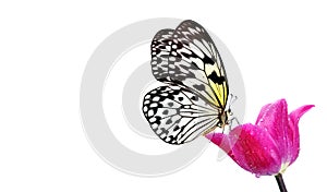Bright tropical butterfly on pink tulip flower in water drops isolated on white. Rice paper butterfly. Large tree nymph. White nym