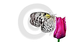 Bright tropical butterfly on purple tulip flower in water drops isolated on white. Rice paper butterfly. Large tree nymph. White n