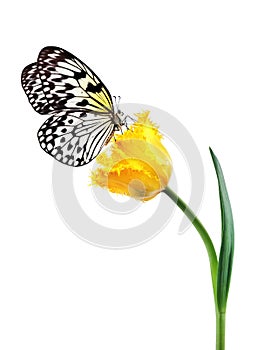 Bright tropical butterfly on yellow tulip flower in water drops isolated on white. Rice paper butterfly. Large tree nymph. White n
