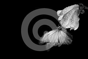 Bright tropical morpho butterfly on magnolia flower in water drops isolated on black. black and white