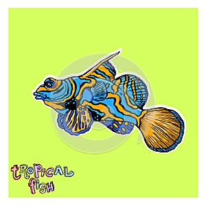 Bright tropical sea fish