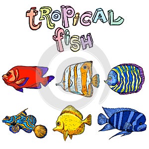 Bright tropical sea fish