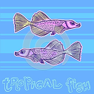 Bright tropical sea fish