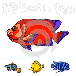 Bright tropical sea fish