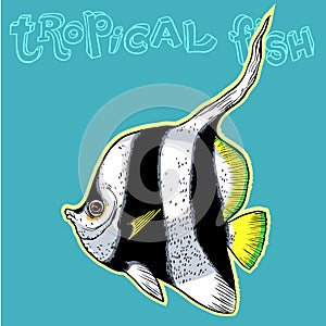 Bright tropical sea fish