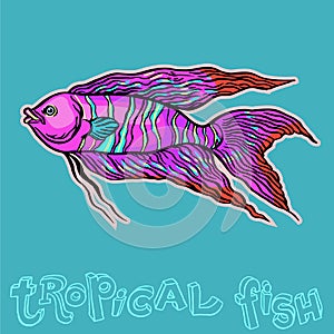 Bright tropical sea fish