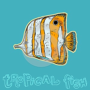 Bright tropical sea fish