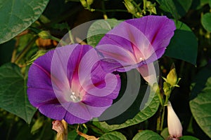 Bright trumpet-shaped purple flowers of Ipomoea purpurea (common morning-glory, tall morning-glory, or purple morning