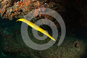 Bright trumpetfish