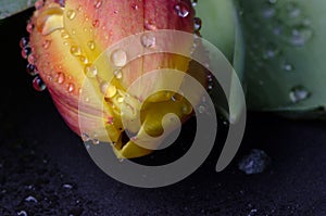 Bright tulip closeup in water droplets