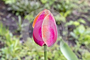 Bright Tulip with water drops after rain. Close up. Selective focus