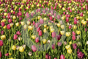 Bright tulips field , spring bloom in nature. Floral background