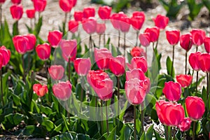 Bright tulips growing in field