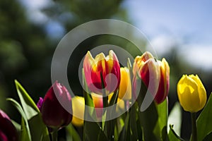 Bright tulips in May