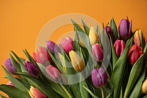 Bright tulips on the yellow background