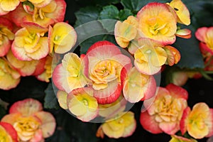 Bright two autumn colour begonia blooms