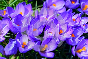 Bright ultra violet crocuses flowers